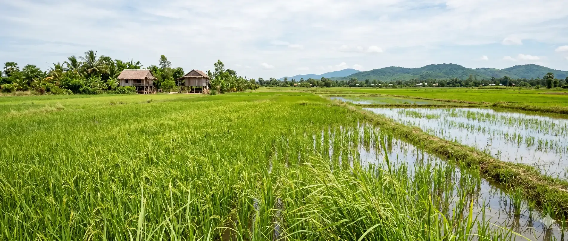 Lush rice paddy in the Siem Reap countryside